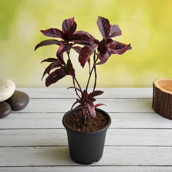 Buy Black Flower Plants online from Nurserylive at lowest price.