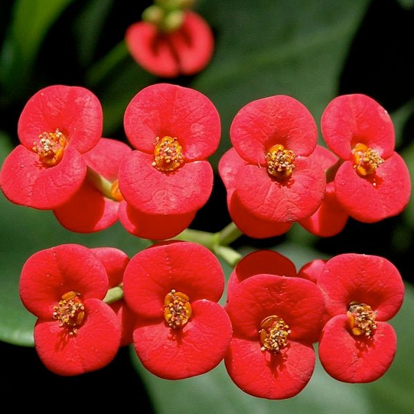 succulent plant with tiny red flowers Buy Euphorbia (Red)