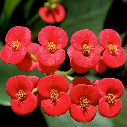 red flowered succulent Buy Euphorbia (Red)