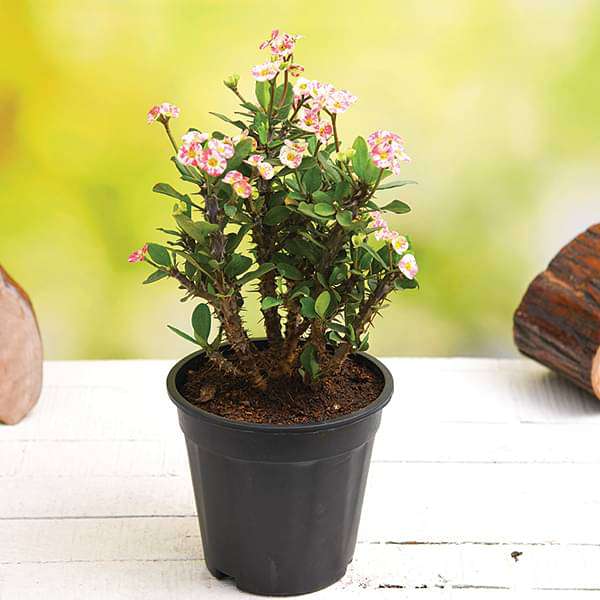 succulent plant with small pink flowers Buy Euphorbia (White - Pink)