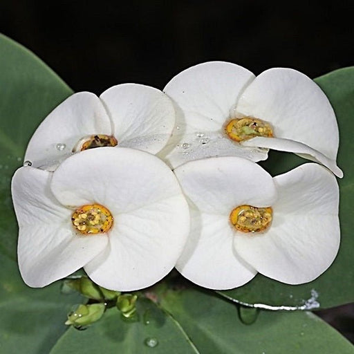 euphorbia (white) - plant