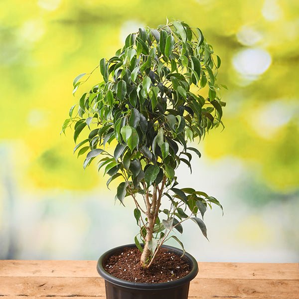 Real Indoor Ficus Tree