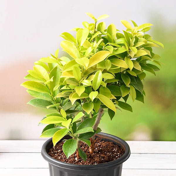 ficus succulent Buy Ficus Panda