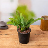 Fishbone Cactus - Succulent Plant