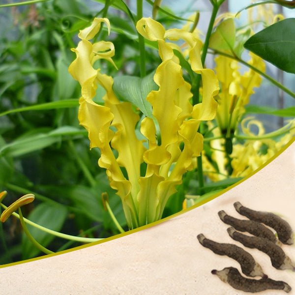 Buy Flame Lily, Gloriosa Lily Lutea (Yellow) Bulbs (set of 5) online