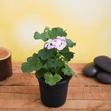 Geranium Ivy, Geranium Creeper (Baby Pink) - Plant