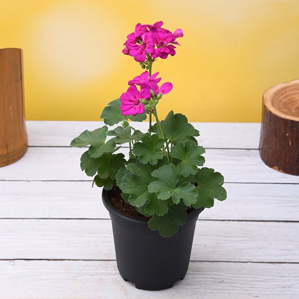 indoor geranium plants for sale Buy Geranium (Pink)