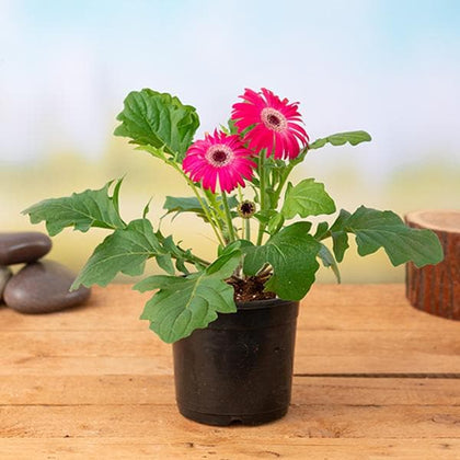 gerbera plant indoor or outdoor Buy Gerbera (Dark Pink)