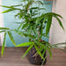 giant thorny bamboo - plant