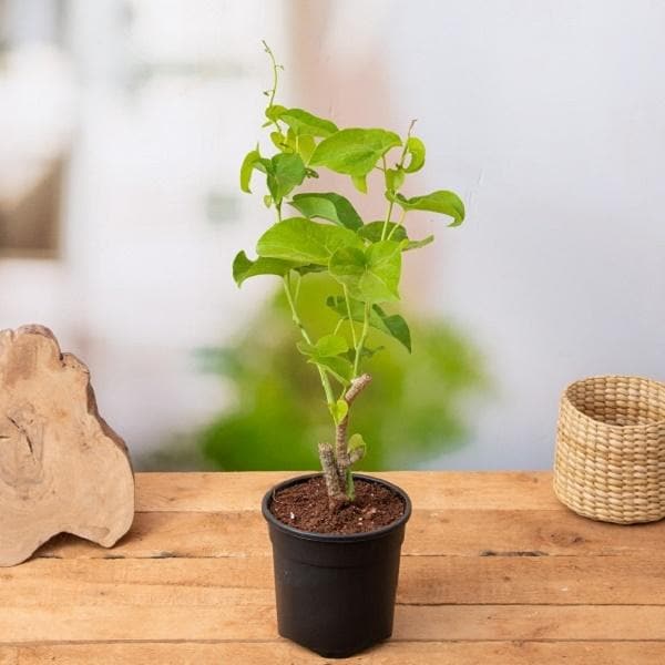 giloy plant seeds Buy Giloy Plant, Gulvel