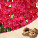 Gladiolus (Pink) - Bulbs (set of 10)