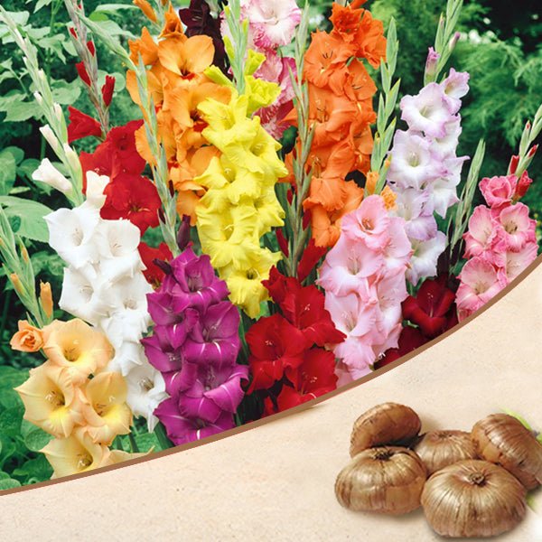 gladiolus (random color) - bulbs (set of 10)