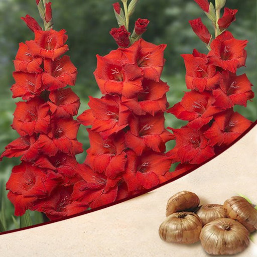 gladiolus (red) - bulbs (set of 10)