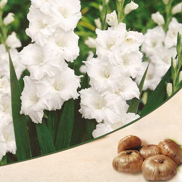 gladiolus (white) - bulbs (set of 10)