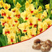 gladiolus (yellow) - bulbs (set of 10)