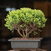 golden cypress bonsai - plant