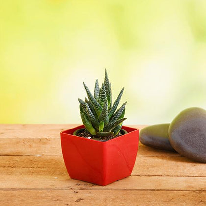 attenuata succulent Buy Haworthia attenuata