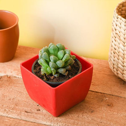 Buy Haworthia cooperi - Succulent Plant online from Nurserylive at lowest  price.