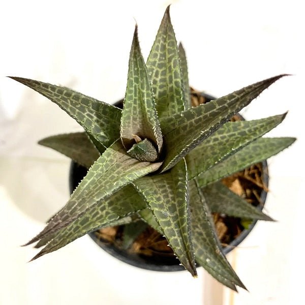venosa succulent Buy Haworthia venosa, Star Window Haworthia