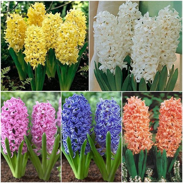 Heavenly Hyacinth (10 Bulbs Pack)