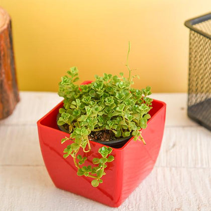 baby tears succulent Buy Helxine soleirolii, Baby Tears