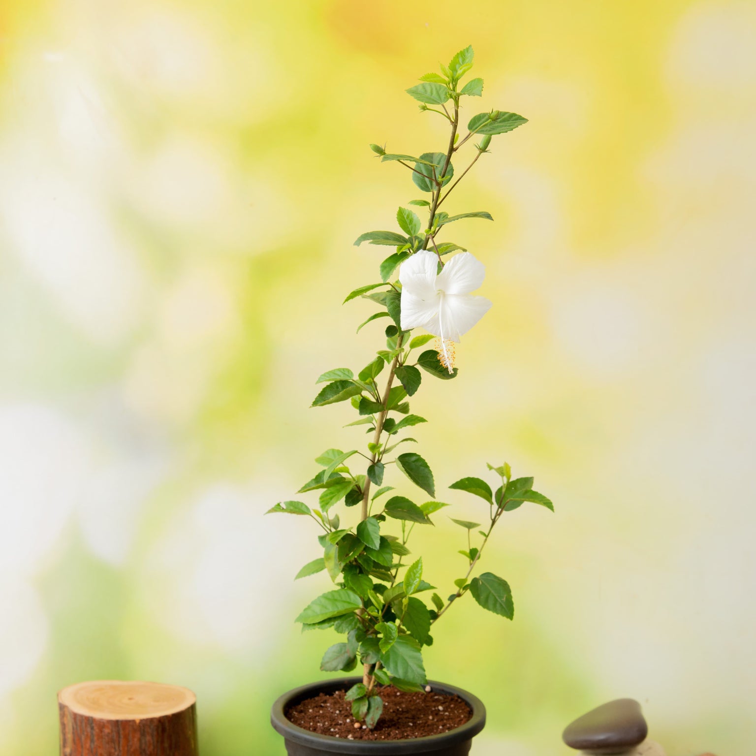 Buy Hibiscus Plants online from Nurserylive at lowest price.