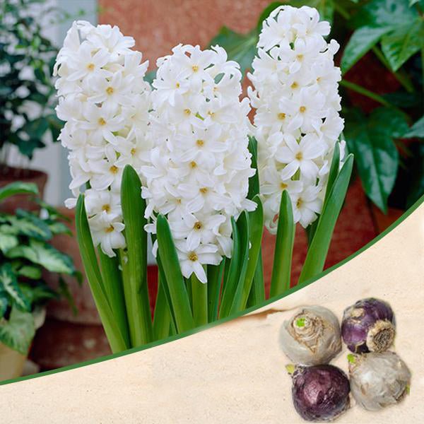 hyacinth aiolos (white) - bulbs (set of 5)