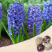 hyacinth blue jacket - bulbs (set of 5)