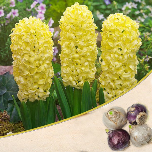 hyacinth city of harlem (yellow) - bulbs (set of 5)