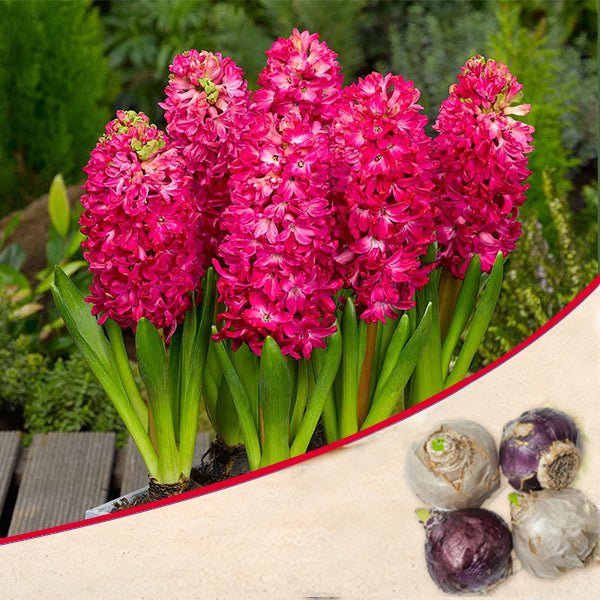 hyacinth jan bos (pink) - bulbs (set of 5)
