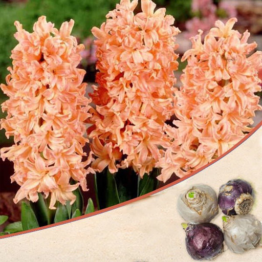 hyacinth odysseus (orange) - bulbs (set of 5)