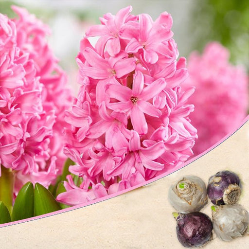 hyacinth (pink) - bulbs (set of 5)