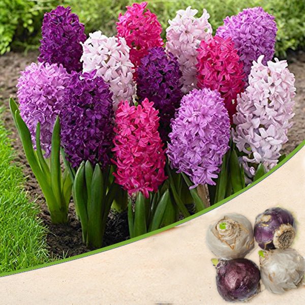 hyacinth (random color) - bulbs (set of 5)