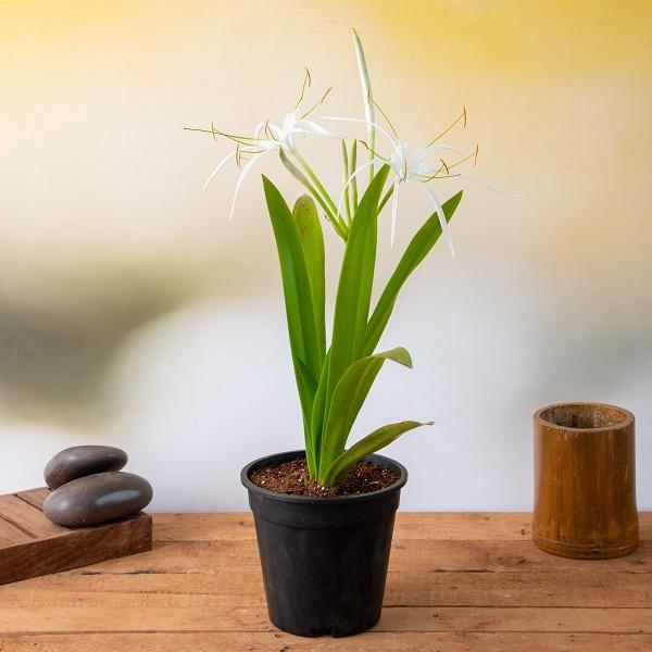 beach spider lily plant Buy Hymenocallis Caribaea, Spider Lilly