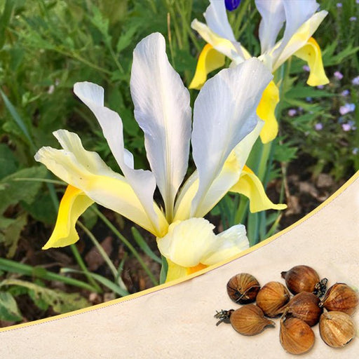 iris casablanca (white - bulbs (set of 5)