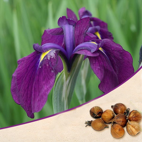 iris kaempferi - bulbs (set of 5)