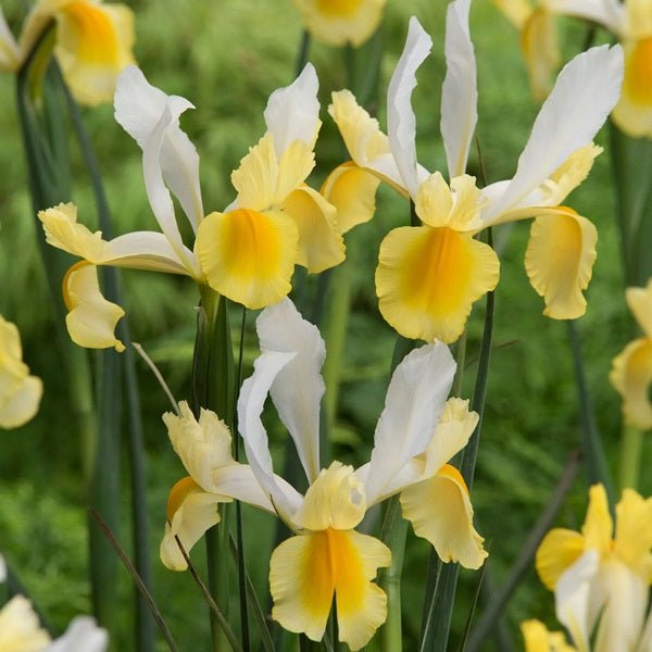 Iris Montecito (Yellow, White) - Bulbs