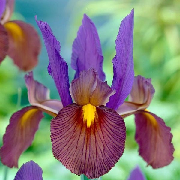 Iris Tigereye (Purple) - Bulbs