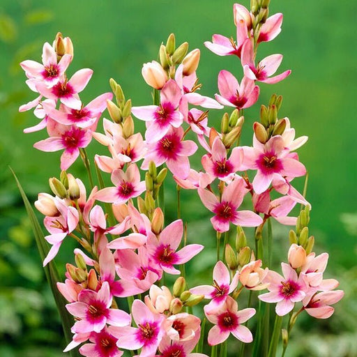 Buy Winter Sowing Flower Bulbs online from Nurserylive at lowest price.