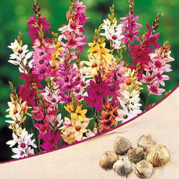 Ixia Color Buy Ixia (Random Color) - Bulbs online from Nurserylive at lowest price.