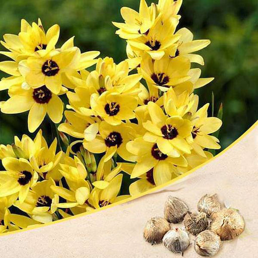 Ixia Color Buy Ixia Flower Bulbs online from Nurserylive at lowest price.