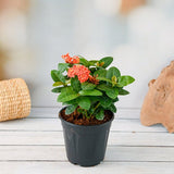 Ixora Dwarf (Peach) - Plant
