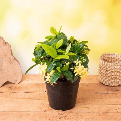 ixora dwarf (yellow) plant in 5 inch (13 cm) pot 
