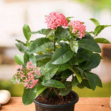 Ixora Long, Singapuri Ixora (Pink) - Plant