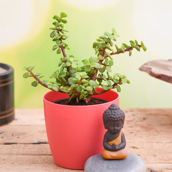 jade plant with praying buddha to wish good fortune 