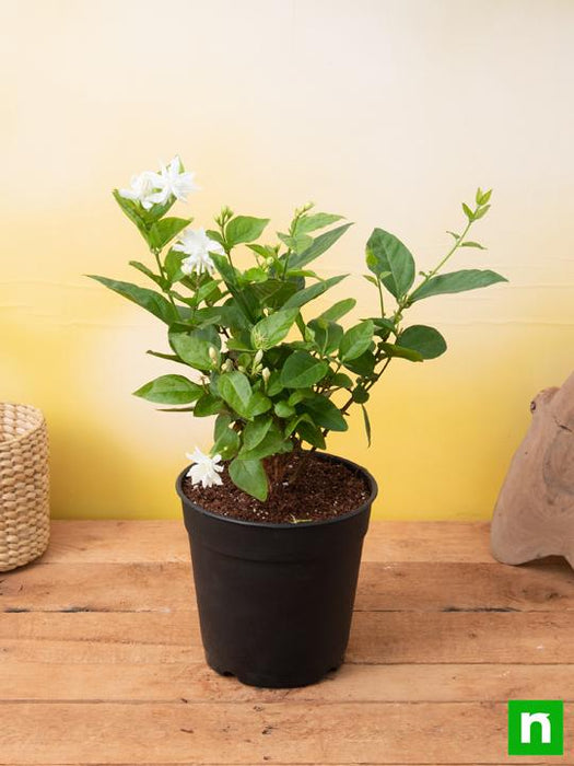 mogra flower seeds Buy Jasminum sambac, Mogra, Arabian Jasmine