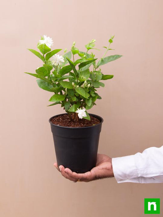 mogra plant indoor or outdoor Buy Jasminum sambac, Mogra, Arabian Jasmine