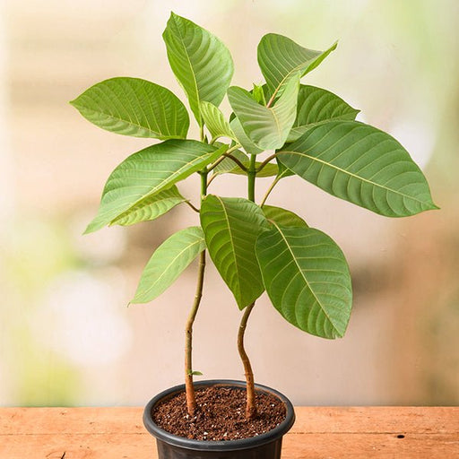 kadam tree - plant