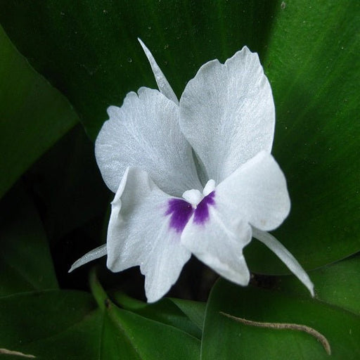 Royal Blue Lily Bulbs, (Not Seeds), Flower For Home And Garden, 6 Bulbs (6  Bulbs) – Zayno Commerce