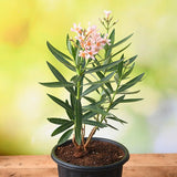 Kaner Dwarf, Nerium Oleander (Peach, Dwarf) - Plant
